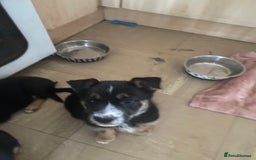 Mixed Breed dogs for sale: Ready for new loving homes now - Image 6