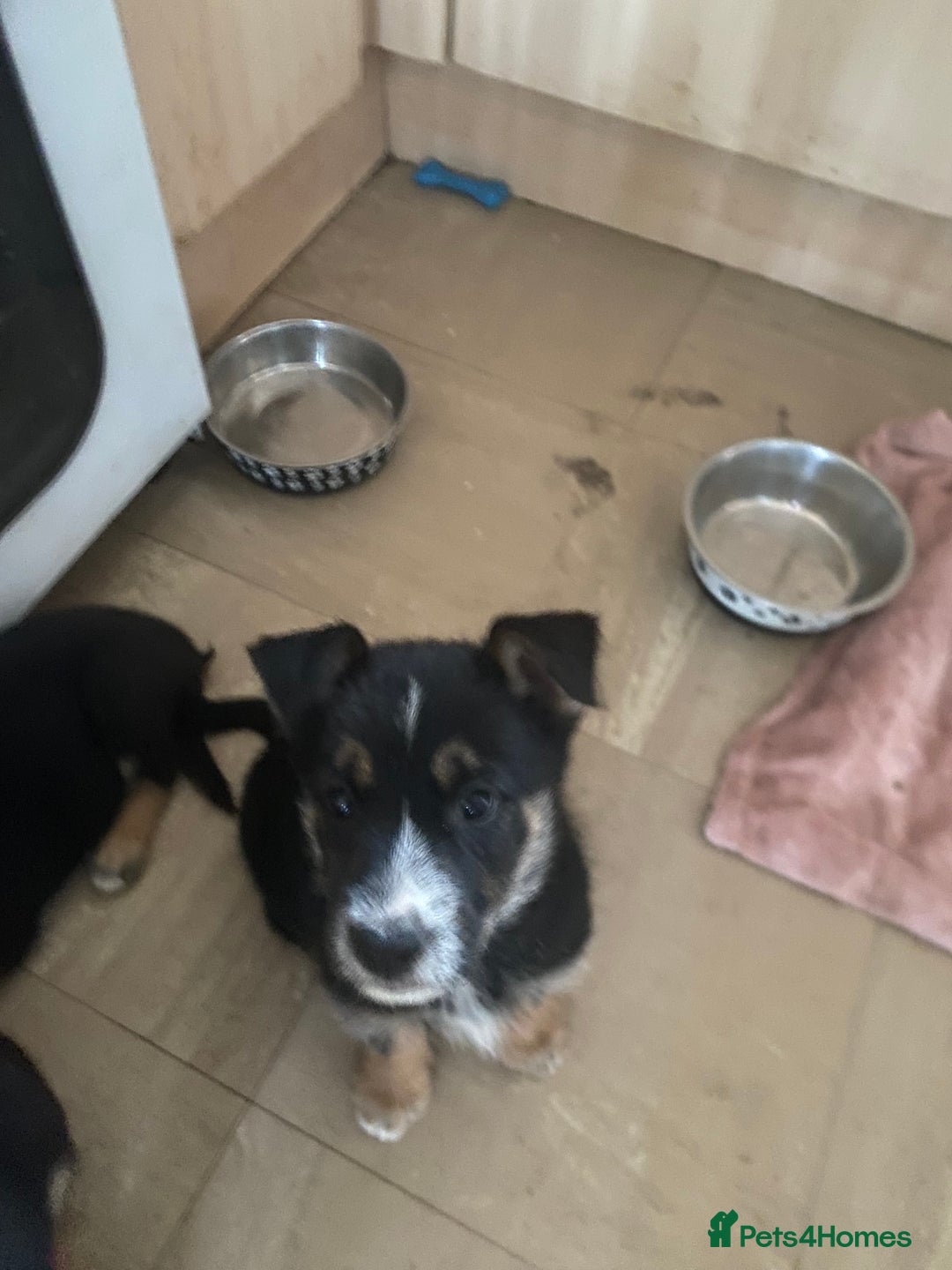 Mixed Breed dogs for sale: Ready for new loving homes now - Image 6