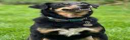 Mixed Breed dogs for adoption: Faith - Advert 3