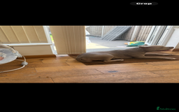 American Bully dogs for sale: 8 months American bully - Name- Sage  - Image 4
