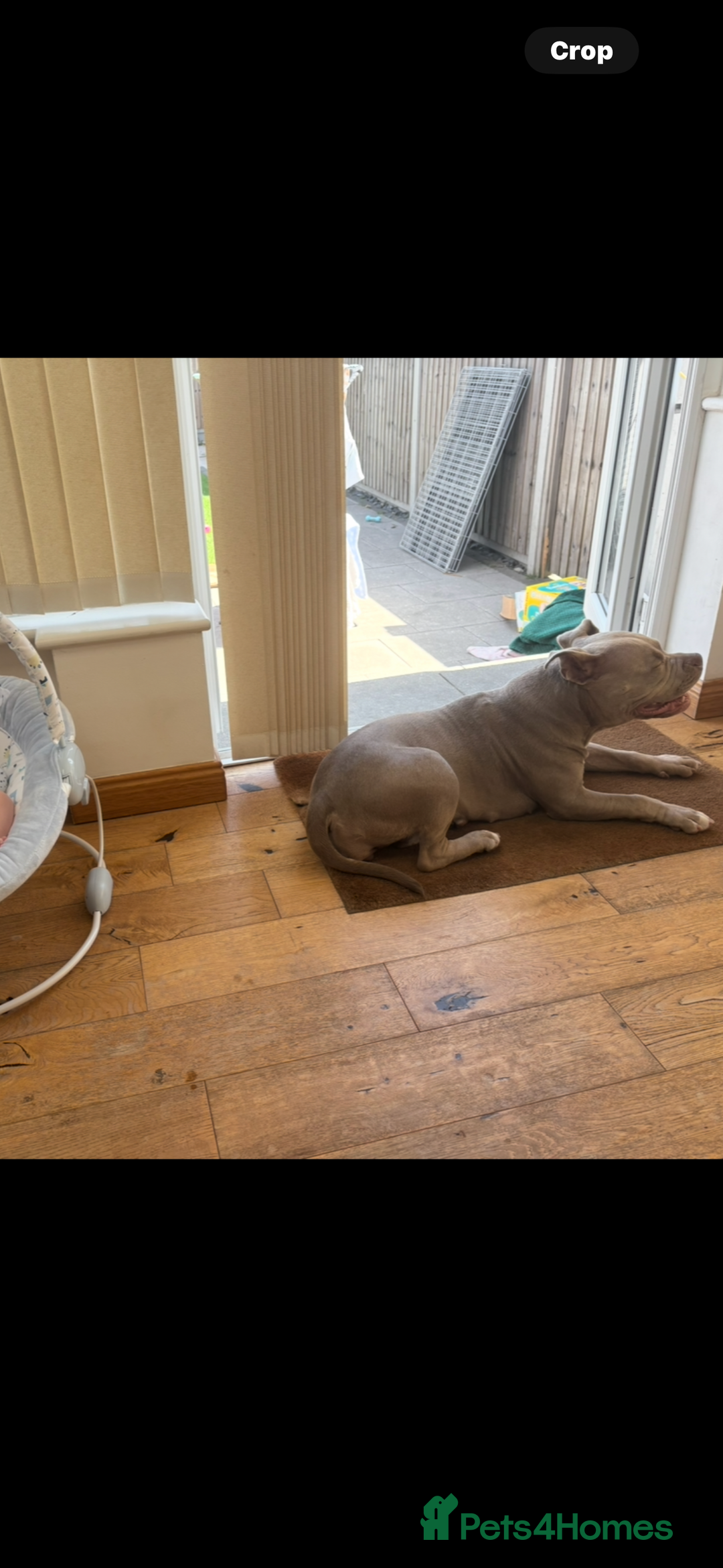 American Bully dogs for sale: 8 months American bully - Name- Sage  - Image 4