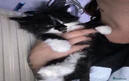Mixed Breed cats for sale: Rescue kittens  - Image 2