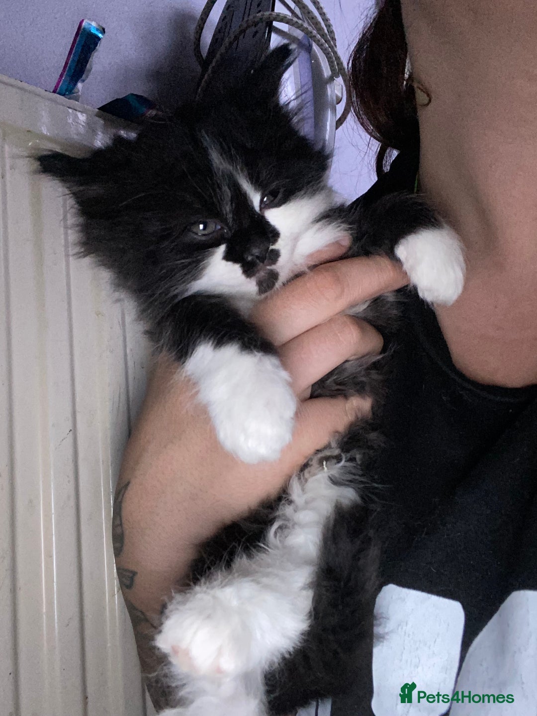 Mixed Breed cats for sale: Rescue kittens  - Image 2