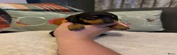 Miniature Dachshund dogs for sale: 2 Girl Miniature Dachshunds (long/mid haired) - Advert 5