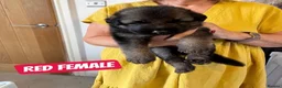 Mixed Breed dogs for sale: German Shepherd Caucasian Shepherd Swiss Shepherd - Advert 9