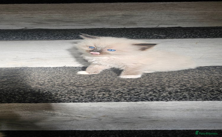 Ragdoll cats - Advert 12
