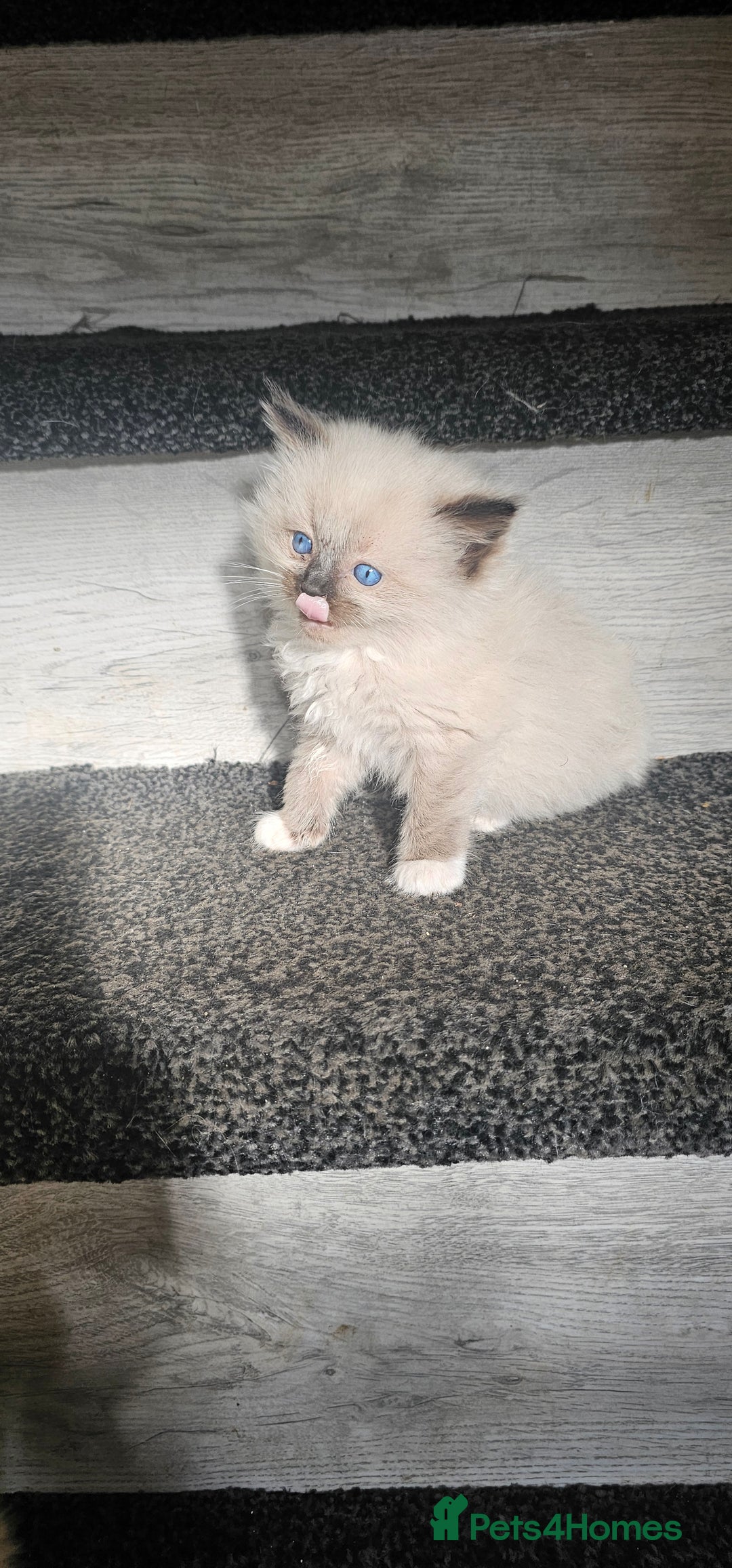 Ragdoll cats for sale: Ragdoll kittens - Image 1