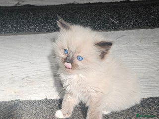 Ragdoll cats - Advert 13