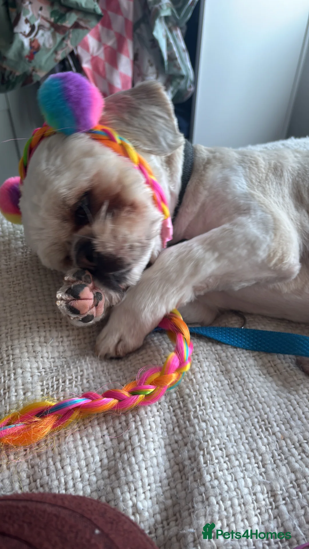 Mixed Breed dogs for sale: Shih tzu x Lhasa Aspo for rehome  - Advert 1
