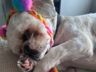 Mixed Breed dogs Shih tzu x Lhasa Aspo for rehome - Advert 1