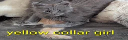 Ragcoon cats for sale: Ragdoll X Maine coon (ragcoon) in Dundee - Advert 15