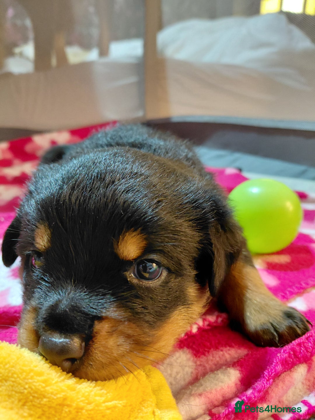 Rottweiler dogs for sale: Elite German Bloodline Rottweiller Puppies - Image 6