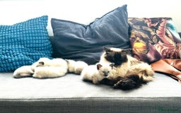 Siamese cats for sale: Ragamese Kittens - Ready to go  - Image 10