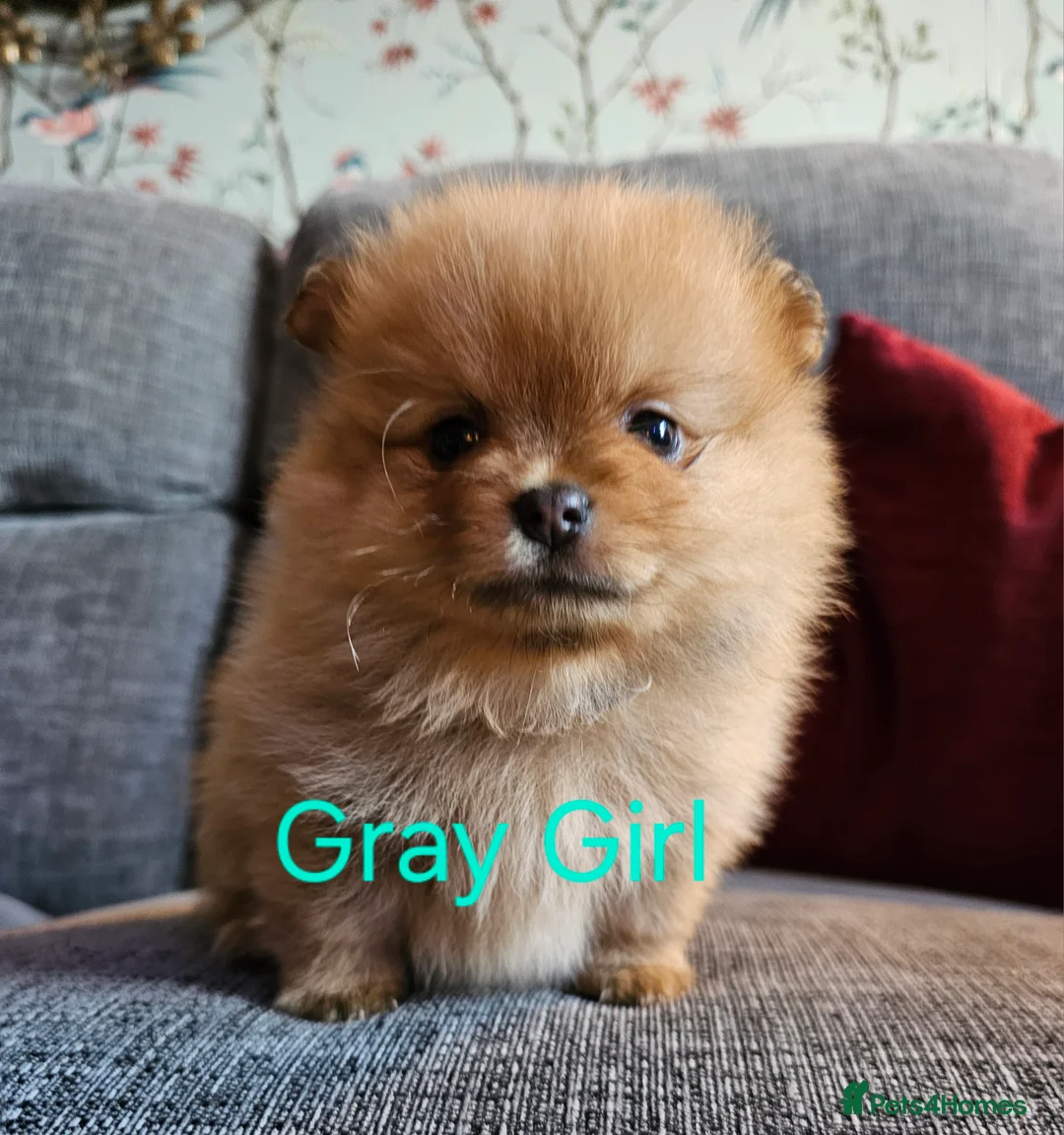 Pomeranian dogs for sale: 4 baby pomeranians for sale - Advert 22