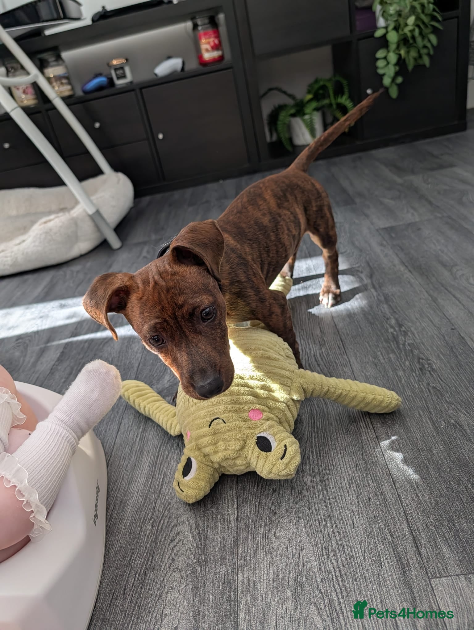 Mixed Breed dogs 5 month old Staffy dachshund cross  - Advert 16
