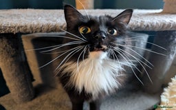 Mixed Breed cats for adoption: ADOPTION: Shadow - Image 1