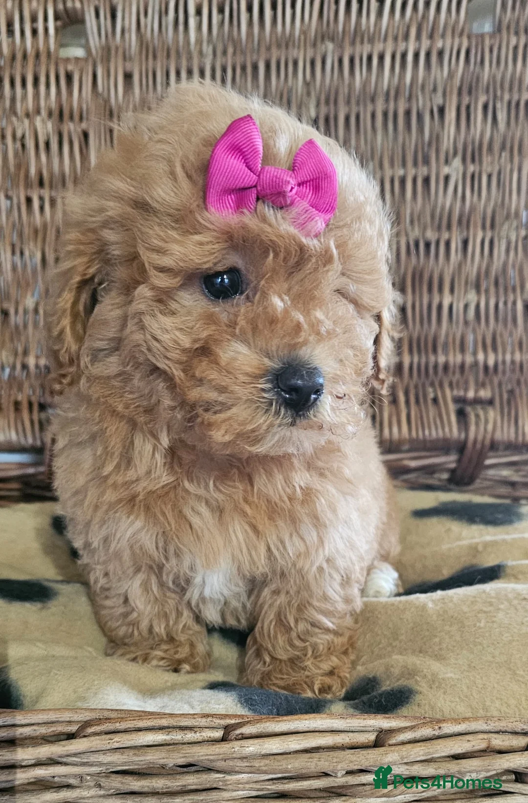 Cavapoo dogs for sale: Cavapoo puppies heath checked by vet  - Advert 6
