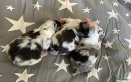 Australian Shepherd dogs for sale: Australian Shepherd puppies - Image 6