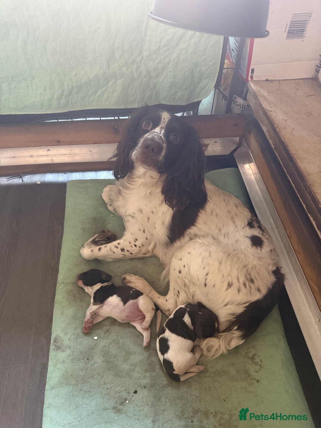 English Springer Spaniel dogs for sale: English Springer Spaniel Puppies - Advert 7
