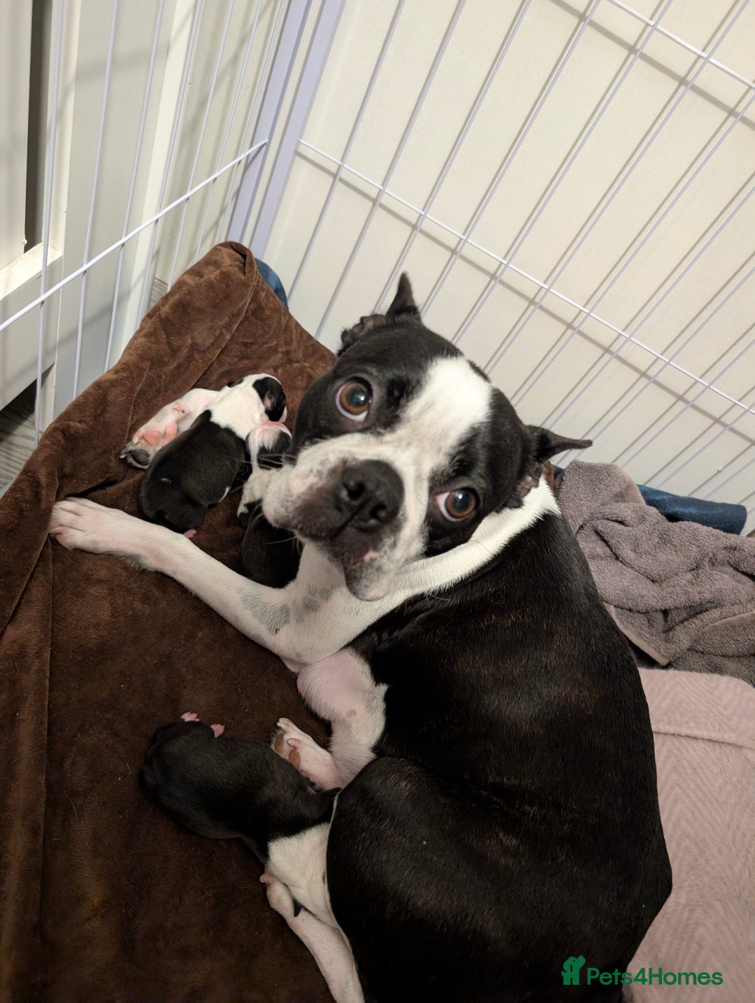 Boston Terrier dogs for sale: KC registered BOSTON TERRIER PUPPIES  - Image 4