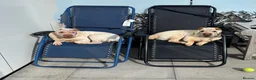 Shar Pei dogs for sale: Shar pei sisters need a new home - Advert 5