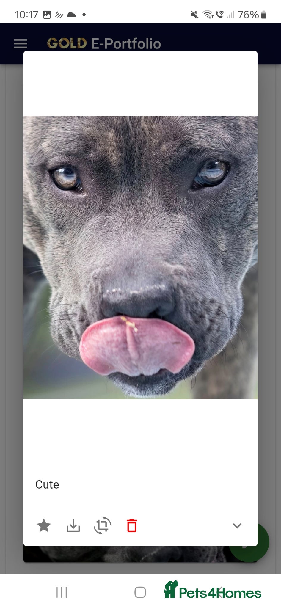Staffordshire Bull Terrier dogs for sale: Blue & Blue Brindle Staffies in Preston - Advert 2
