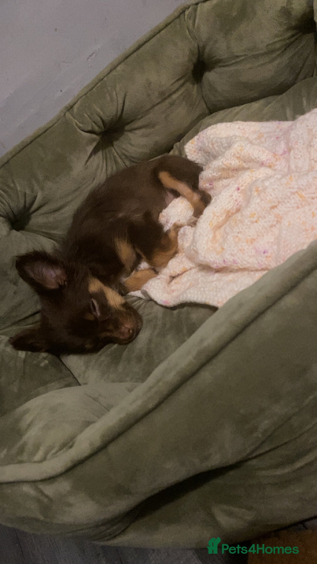 Chihuahua dogs for sale: Chihuahua puppies  - Advert 5