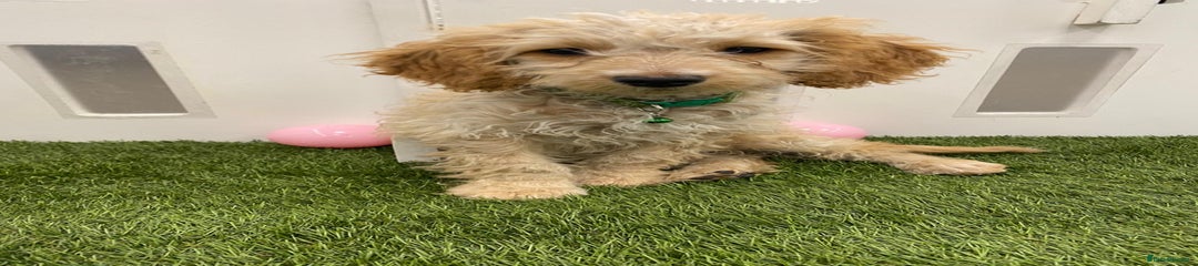 Cockapoo Puppy 1
