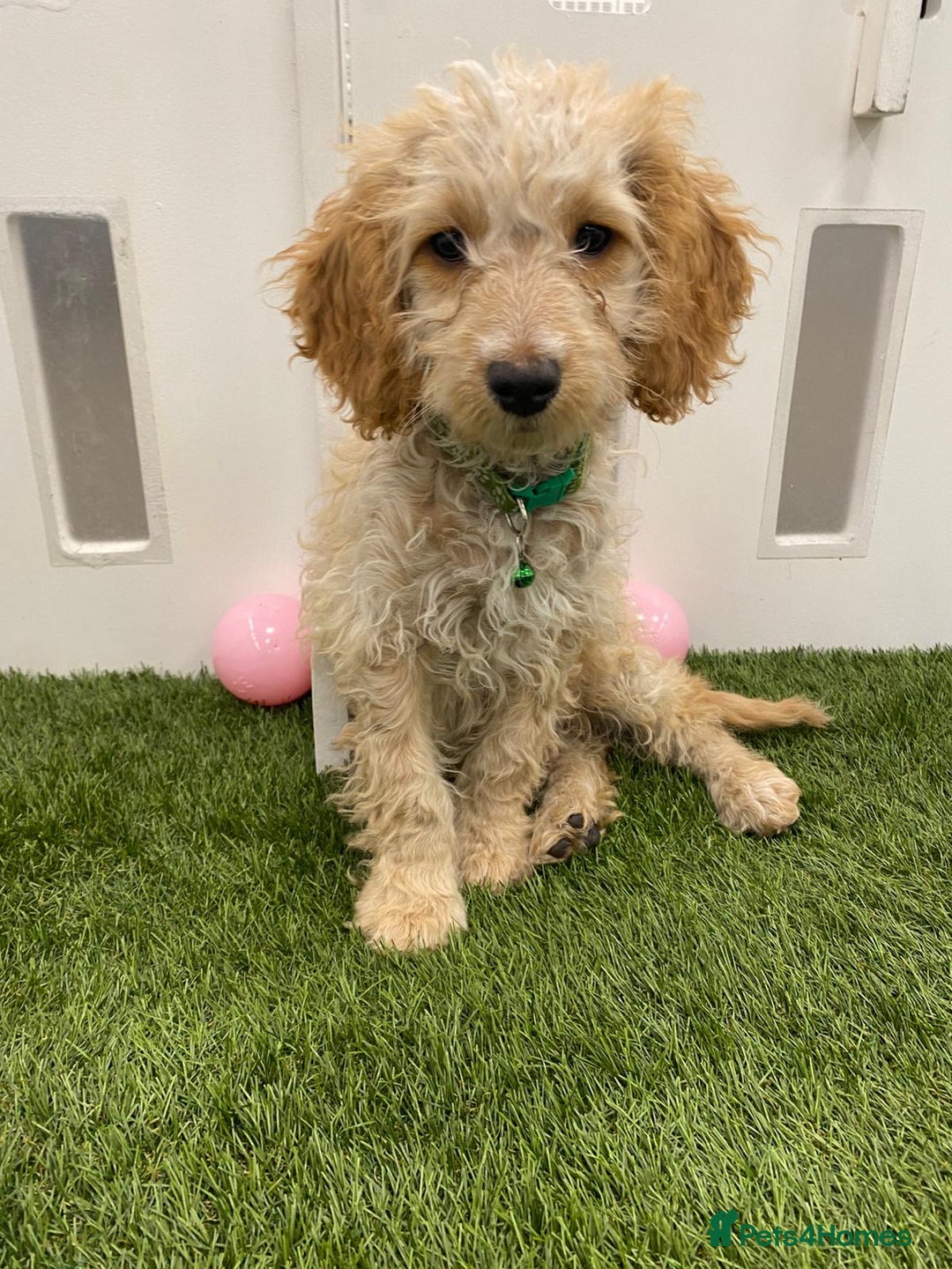 Cockapoo dogs for sale: 🐾STUNNING F1 COCKERPOOS REG BREEDER🐾 - Image 5