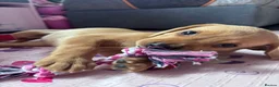 Labrador Retriever dogs for sale: 1 girl left…Beautiful litter of Labrador puppies - Advert 14