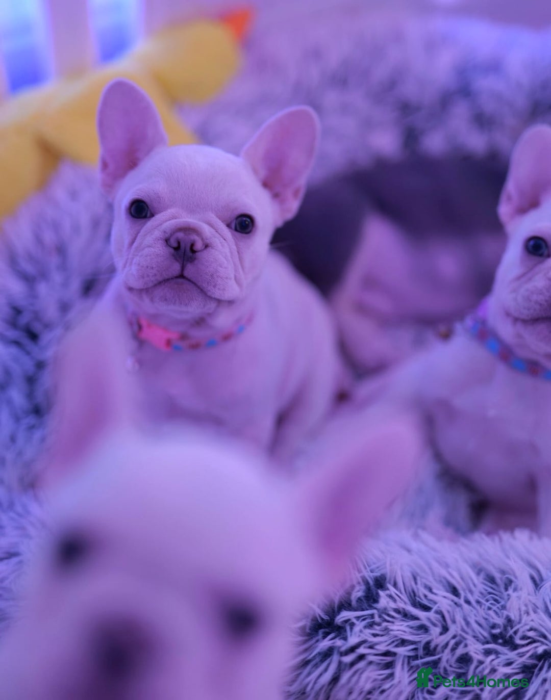 French Bulldog dogs for sale: KC French Bulldog Ready Now ! - Image 22