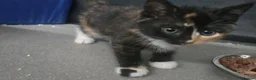 Mixed Breed cats for sale: Beautiful kittens in Haverfordwest - Advert 5