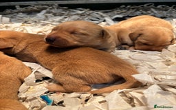 Labrador Retriever dogs for sale: KC Registered Fox Red Labradors - Image 6