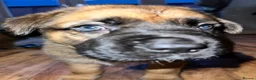 Mixed Breed dogs for sale: Douge De Bordeaux X German Shepard's - Advert 14