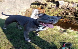 Staffordshire Bull Terrier dogs for sale: Staffordshire bullterrier male - Advert 4