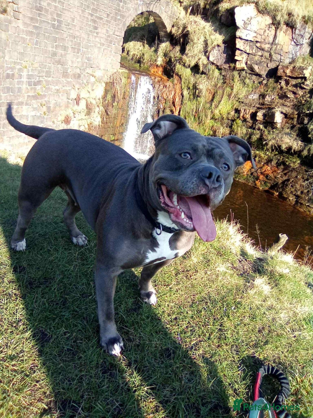 Staffordshire Bull Terrier dogs for sale: Staffordshire bullterrier male - Advert 4