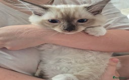 Ragdoll cats for sale: My beautiful Mink litter ready to view  - Image 6