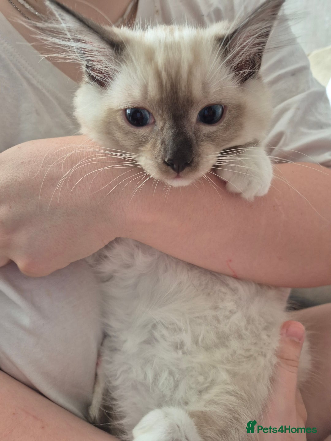 Ragdoll cats for sale: My beautiful Mink litter ready to view  - Image 6