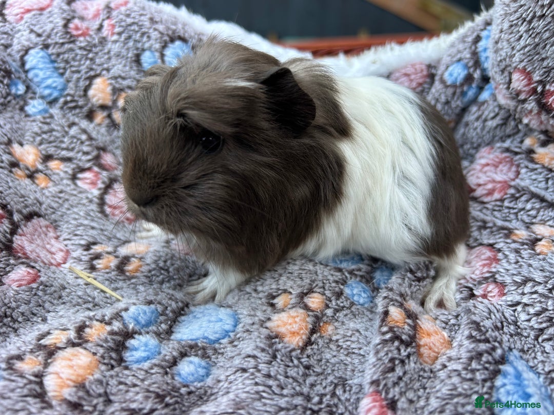 Guinea Pig rodents for sale: Guinea pigs for reservation  - Advert 4