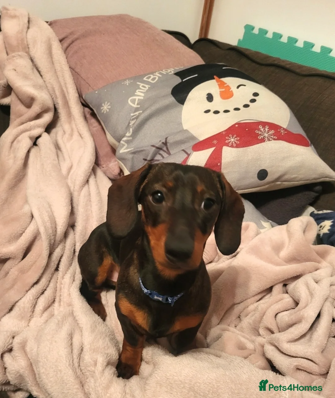 Dachshund dogs for sale: Dachsund puppy looking for his forever home - Advert 4