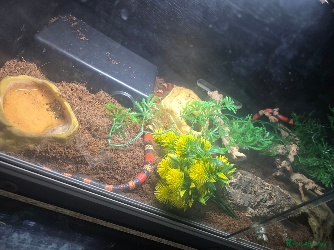 Milk Snake reptiles for sale: Milk snake with full set up  - Advert 3