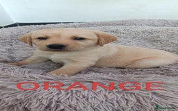 Labrador Retriever dogs for sale: Labrador puppies  - Image 6