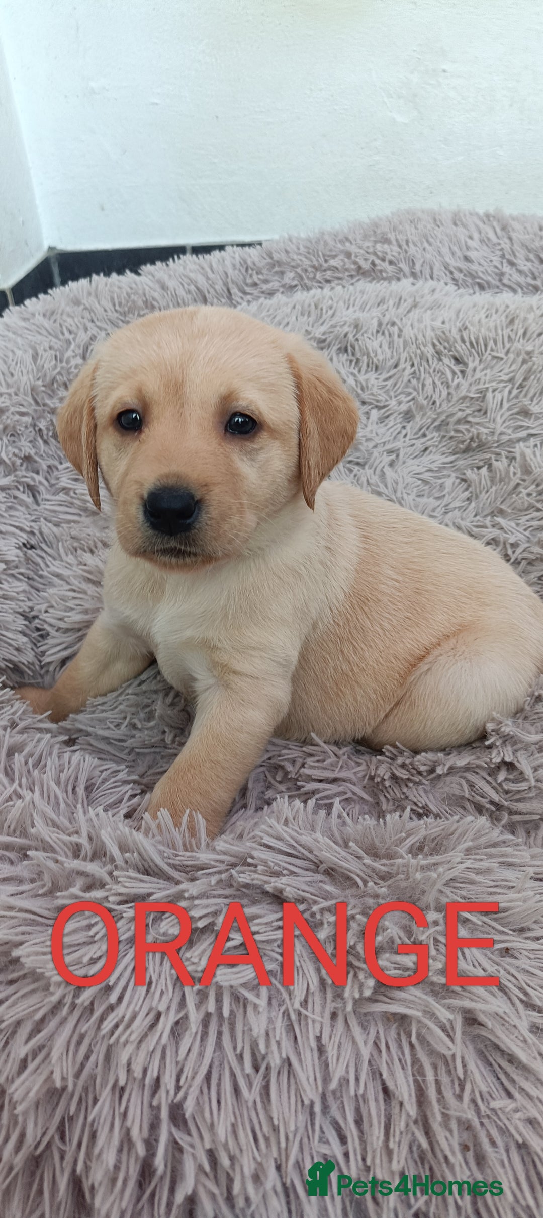 Labrador Retriever dogs for sale: Labrador puppies  - Image 6