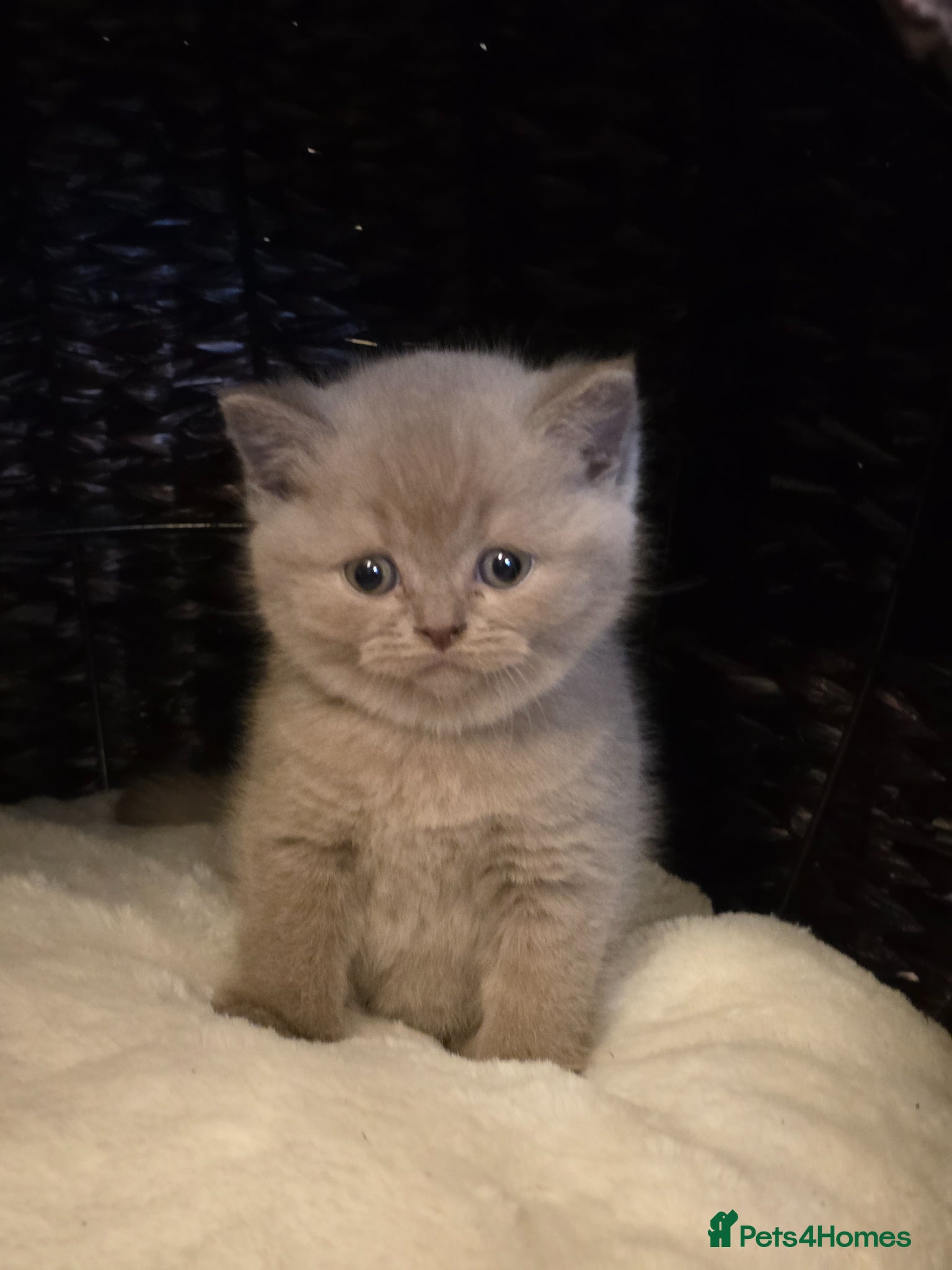 British Shorthair cats Adorable Chunky British Shorthair Kittens - Advert 1