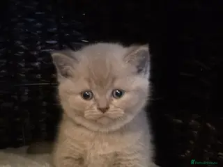 British Shorthair cats Adorable Chunky British Shorthair Kittens - Advert 1
