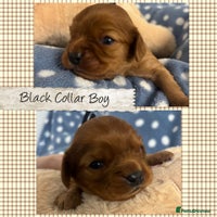 Cavalier King Charles Spaniel dogs 🧡Beautiful litter of Ruby Cavaliers🧡 - Advert 1