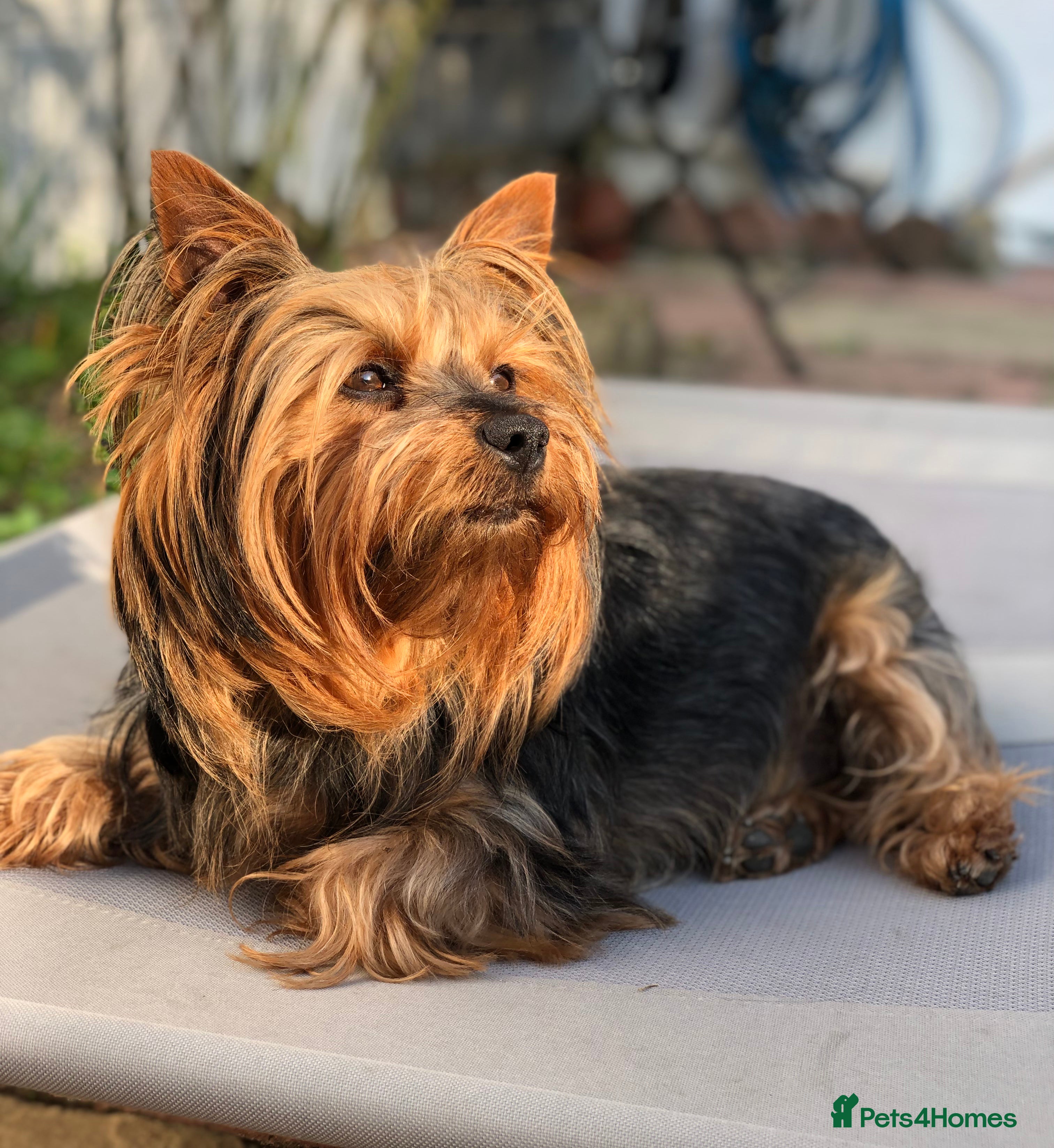 Yorkshire Terrier dogs Jeff the Yorkie looking for love (stud) - Advert 4