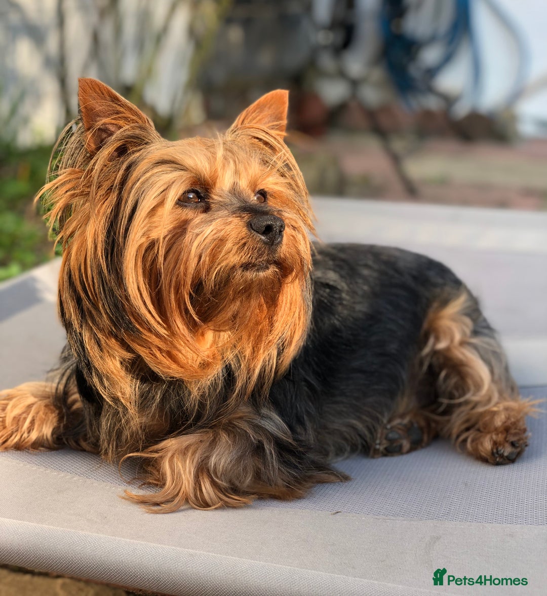 Yorkshire Terrier dogs for stud: Jeff the Yorkie looking for love (stud) - Advert 1