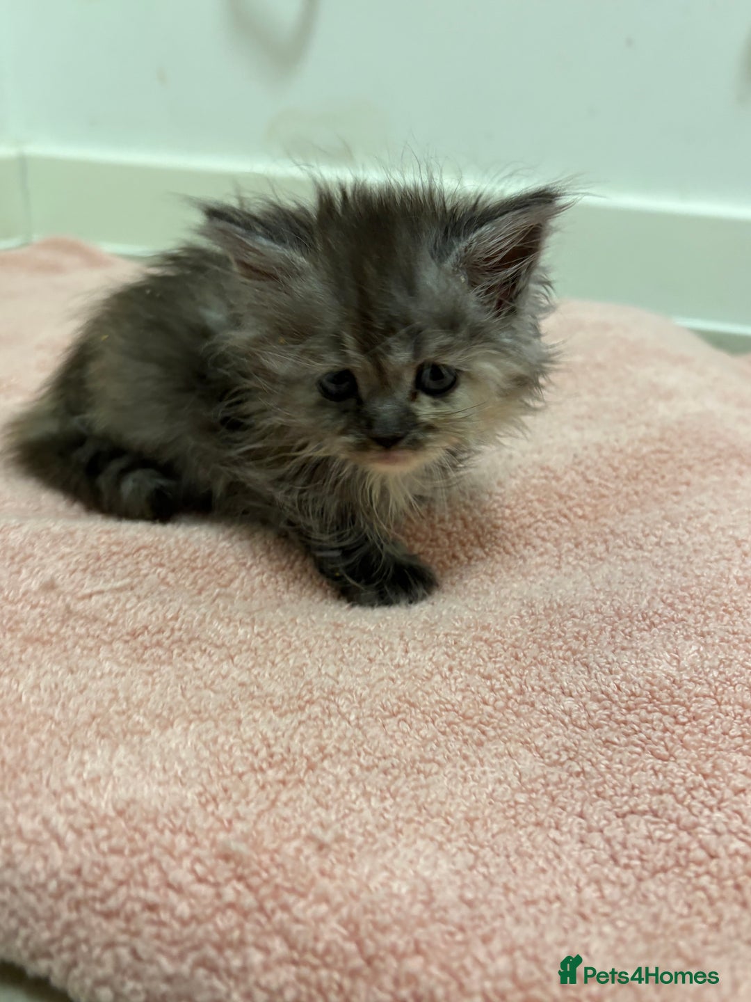 Munchkin cats for sale: Munchkin kittens  - Advert 8