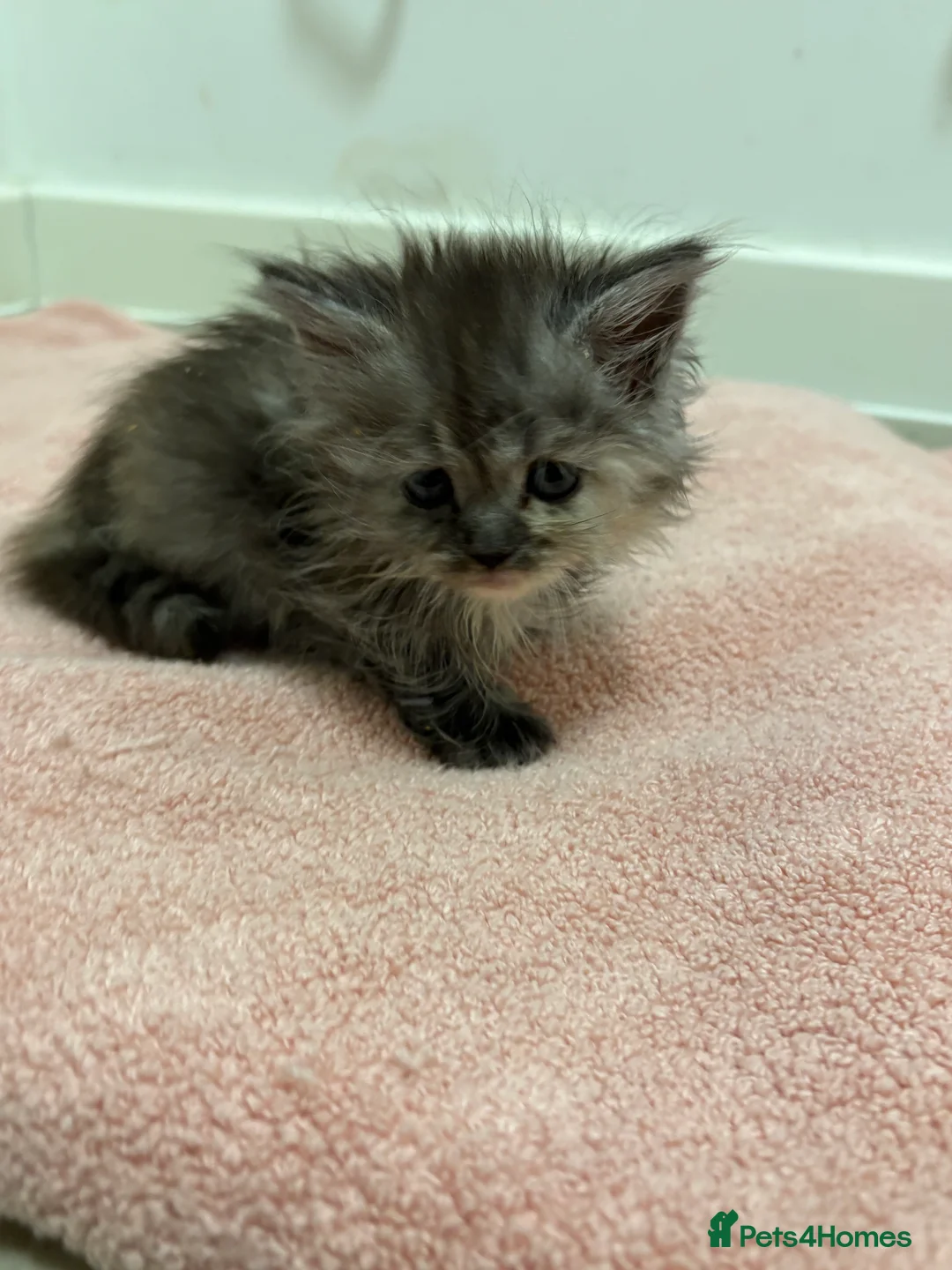 Munchkin cats for sale: Persian Munchkin kittens  - Advert 16